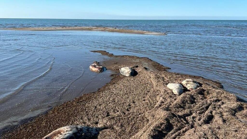 На берегу острова Кулалы в Каспии нашли более 70 мертвых тюленей