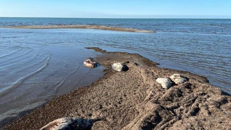 На берегу острова Кулалы в Каспии нашли более 70 мертвых тюленей