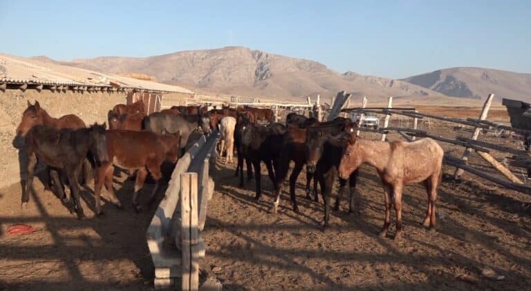 «12 жылқыны қасқыр тартып кетті»: Бәйдібекте малшылар дабыл қақты