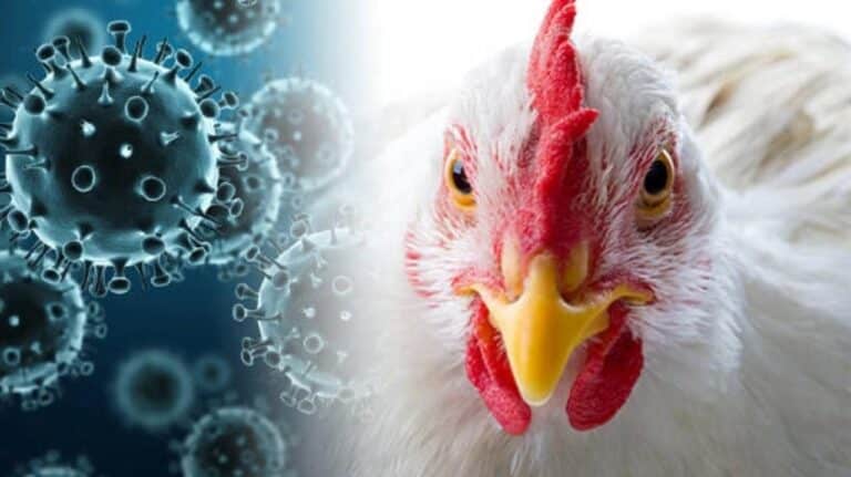 H5N5 түріндегі құс тұмауынан алғашқы адам өлімі тіркелді