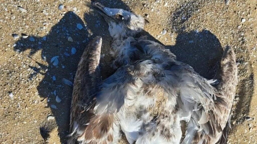 Үйрек, шағала, қарақұтан: Каспий жағалауында құстар қырылып жатыр