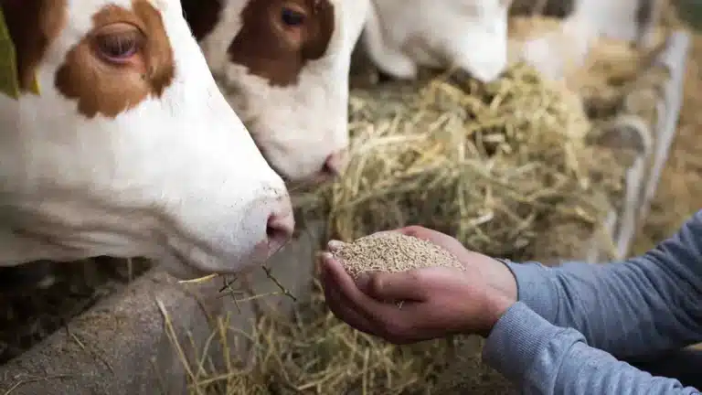 Көшпелі мал шаруашылығы жанданады: Үкімет жоспар әзірлеп жатыр