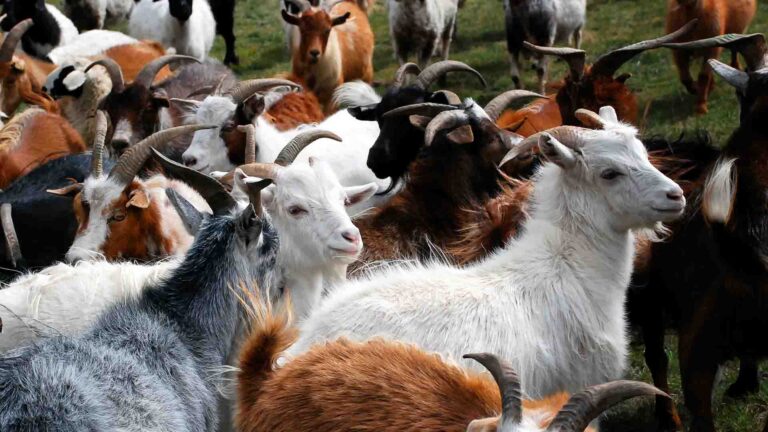 Мұрат Нұртілеу Моңғолиядан сатып алмақ болған 500 мың ешкі әлі елге келмеді