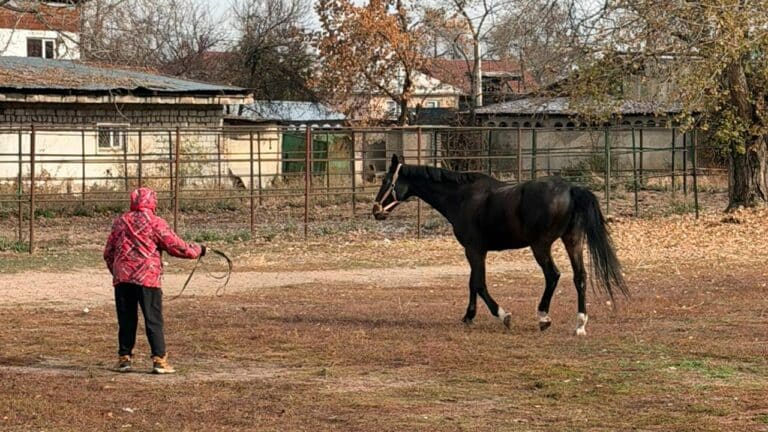 В Алматы решен вопрос размещения лошадей на зимний период
