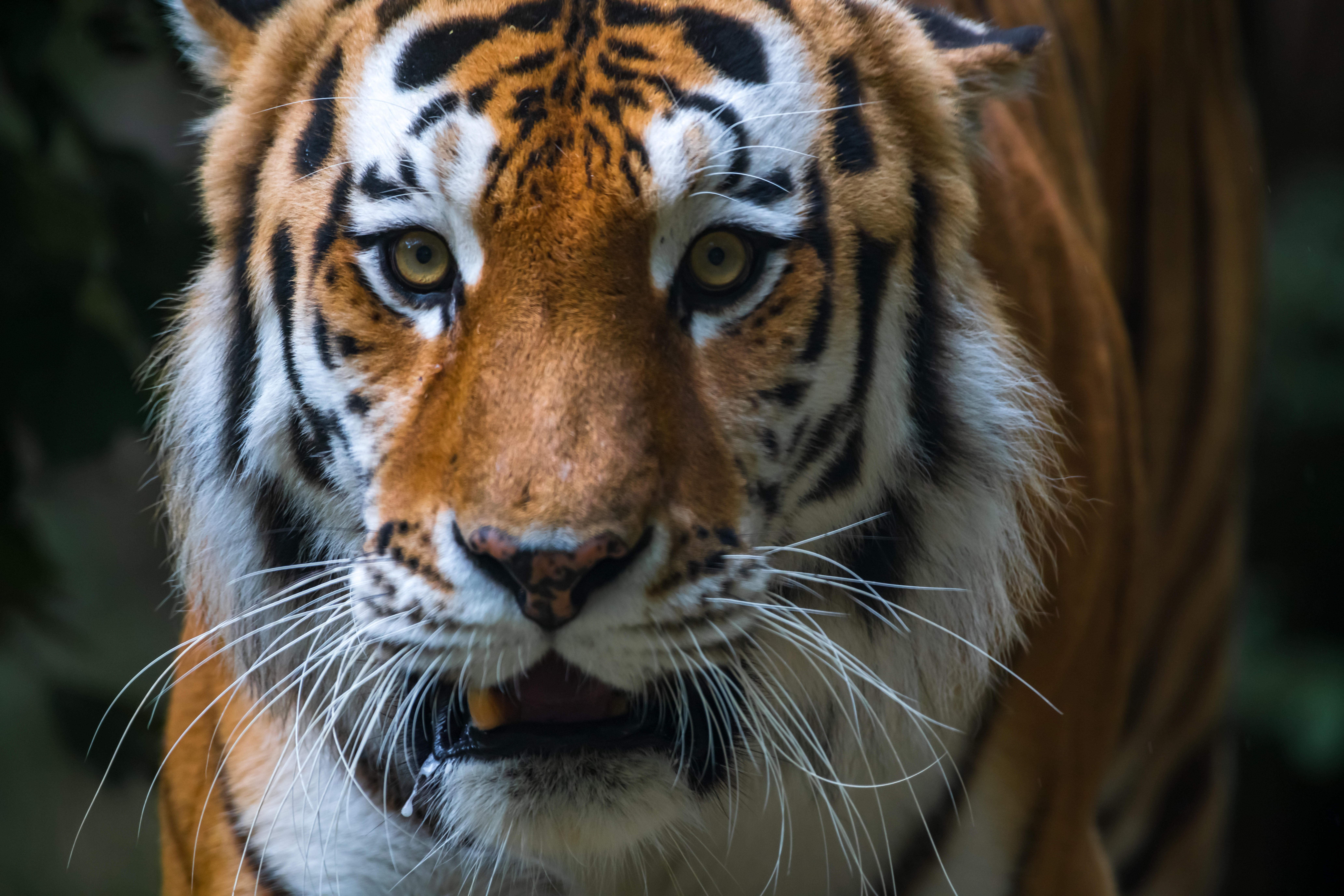 tiger, Turan, Caspian