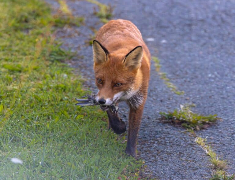 После нападения лисы в Костанайской области создали комиссию