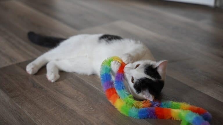 ЛГБТ насихаты: түрлі-түсті ойыншыққа да тыйым салынады