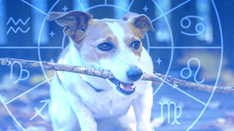 Гороскоп на 26 ноября: кому повезет в любви, а кому потребуется терпение