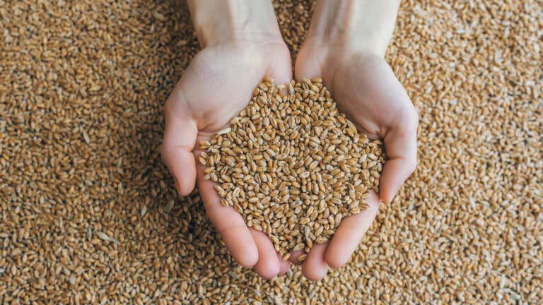 Казахстан обновил 20-летний рекорд по экспорту зерна