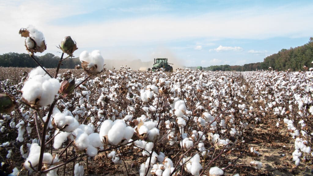 Cotton field harvest autumn day