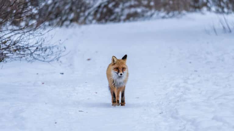 Лис начали ловить после нападений в Костанайской области