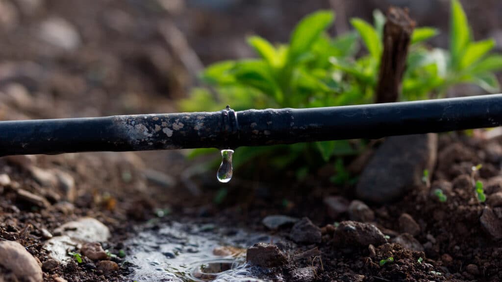 засуха на юге