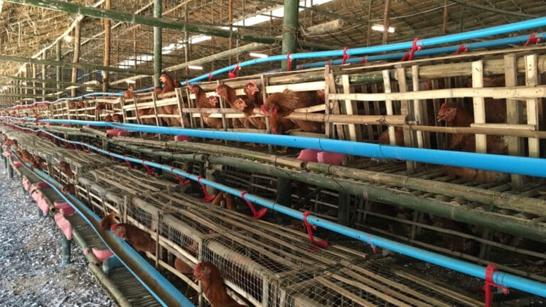 Казахстанец купил у экс-депутата крупные птицефабрики на севере Казахстана