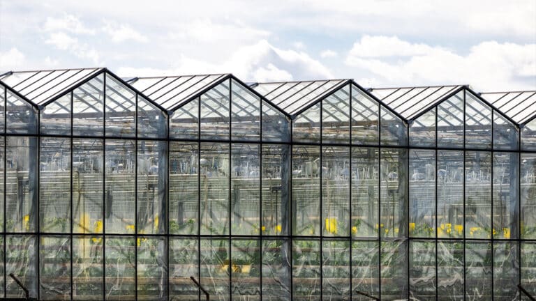 Турция и Польша запускают крупнейшие теплицы в Шымкенте за сотни миллиардов