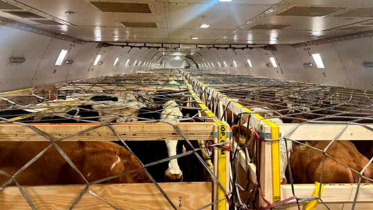 Спецрейс бельгийских коров в Ташкент очаровал соцсети