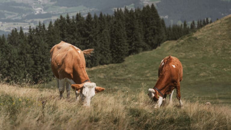 Новую молочную ферму почти за 5 млрд тенге запустили на востоке Казахстана