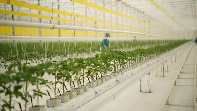 Семья экс-главы КНБ запустит вместе с россиянином крупную теплицу на юге Казахстана