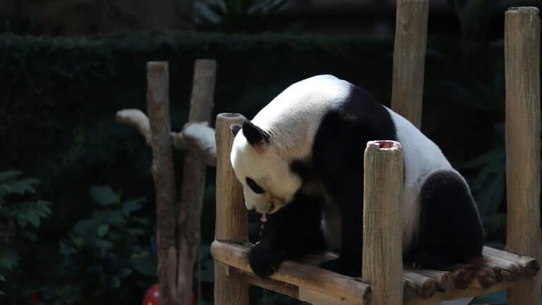 Japan set to be without pandas for first time since 1972