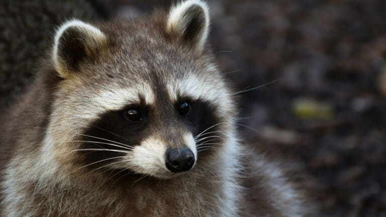 В США енот устроил погром в винном магазине и уснул в туалете