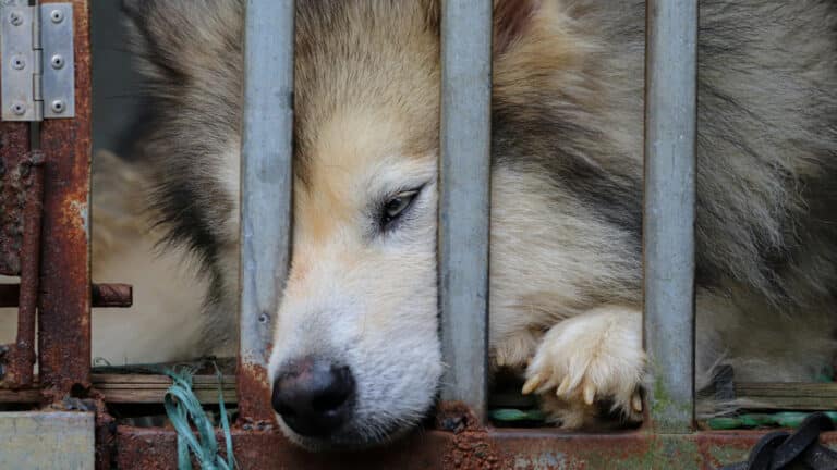 В Казахстане собак жестоко убивают под видом законного отстрела