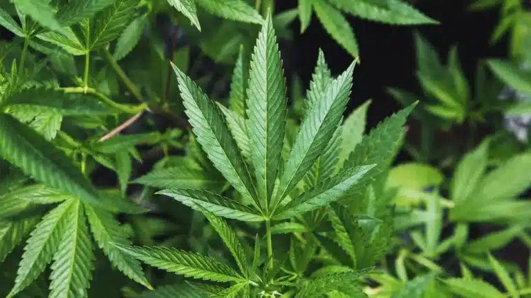 Сотрудник СОБР выявил фитолабораторию в жилом доме Алматы