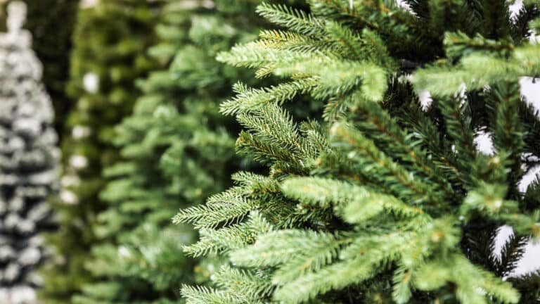 Мировые знаменитости запустили моду на «голые» елки