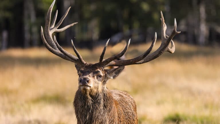 UK faces growing deer population problem