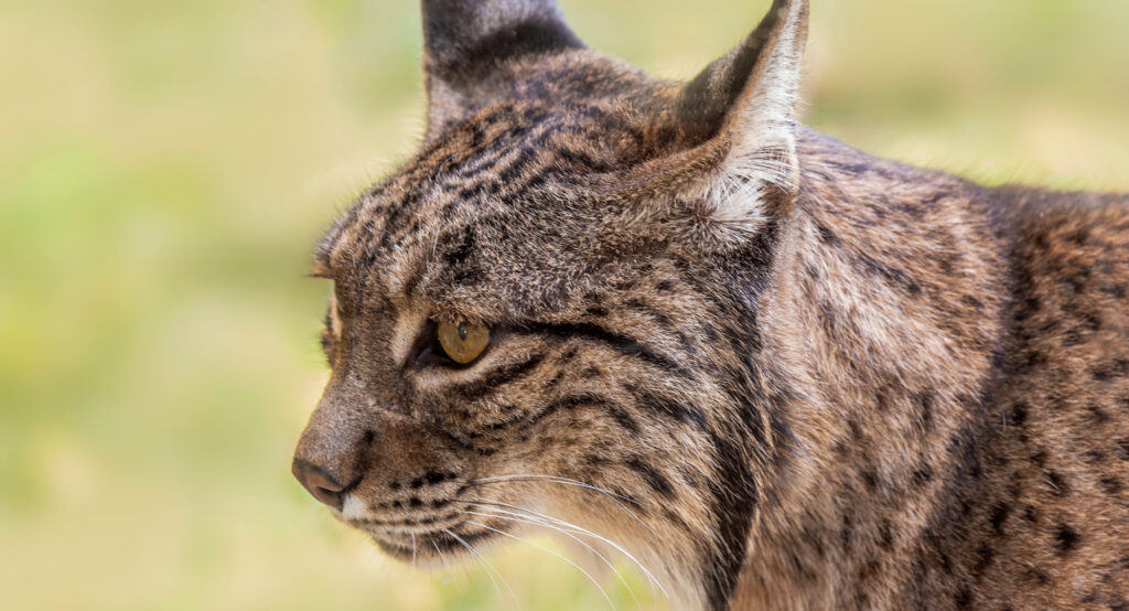 Рысенок забрел во двор к алматинцам