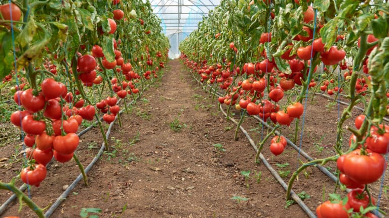 Строившая дороги в Польше компания будет выращивать помидоры в Шымкенте