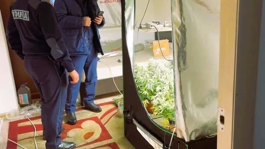 Алматы полициясы пәтерде қарасора өсірген тұрғындарды ұстады (видео)