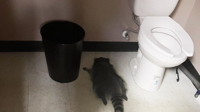 АҚШ-та мас жанат дүкенді қиратып, ұйықтап қалған