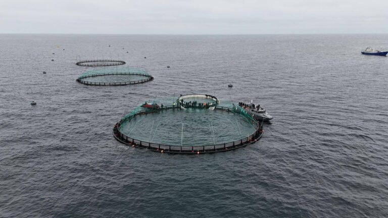 Датская компания вложилась в выращивание форели на Каспии