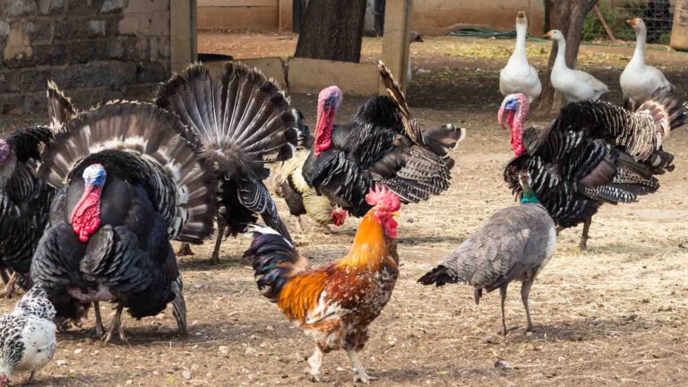 СҚО әкімі үй құстарының жаппай қырылу себебін түсіндірді