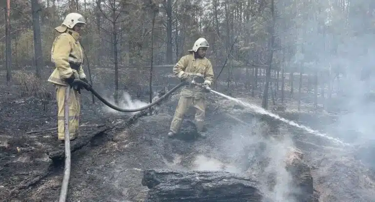 2022 жылғы өрттен кейін Қостанай орманындағы ағаштың 38%-ы аукцион арқылы сатылды