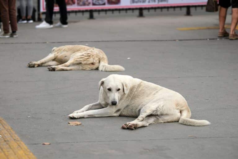 Собак расстреляли на центральной площади в Кызылорде