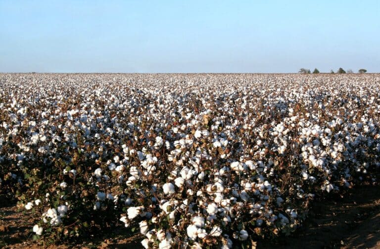 Десятки миллиардов тенге вложит Китай в производство одежды в Казахстане