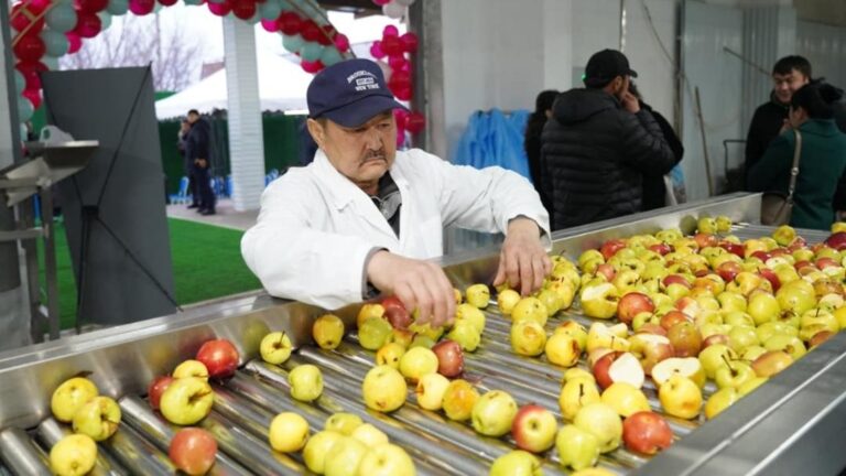 Түлкібаста 100 пайыз таза шырын, пюре шығаратын зауыт ашылды