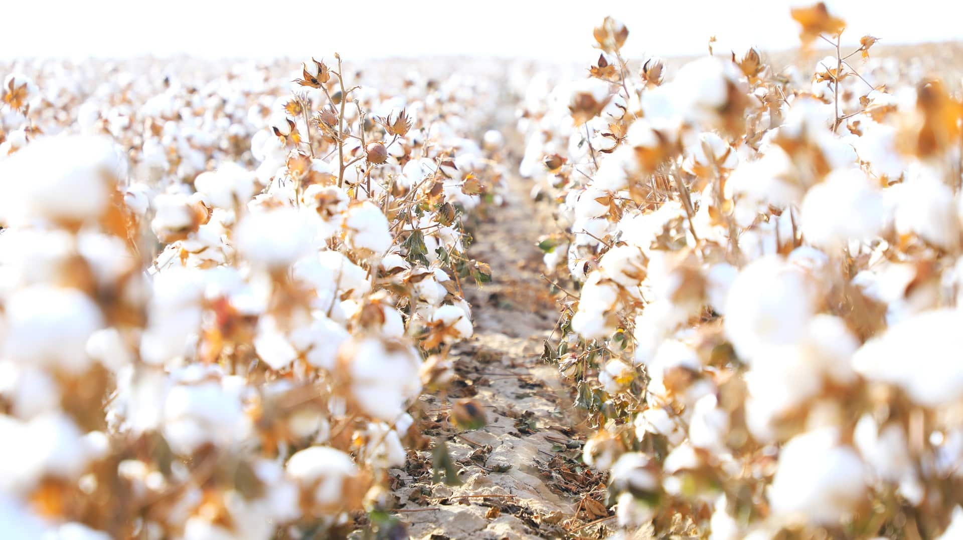 мақта алқабы Түркістан облысы