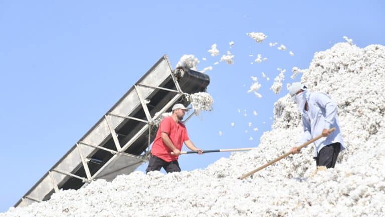 Тақырға мақта өсірген қытайлар инвестицияны 600 млн долларға дейін ұлғайтты