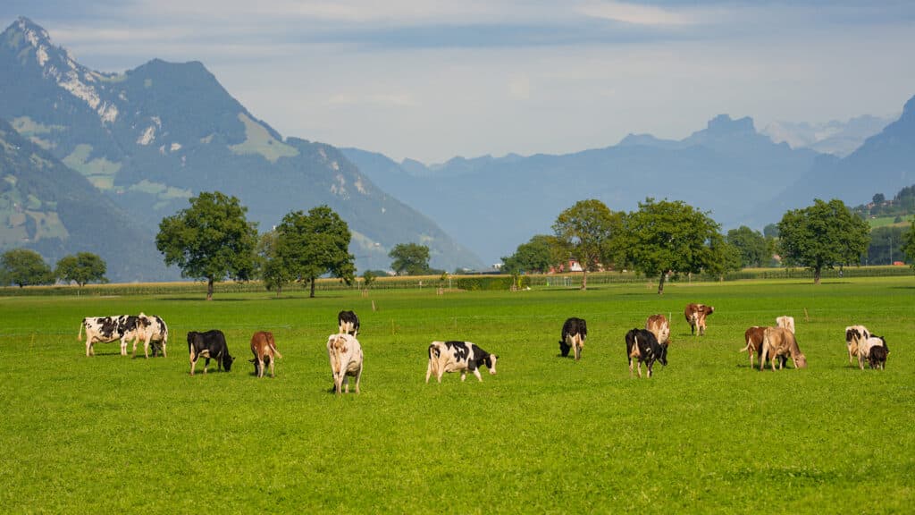 Возвращенные гектары не спасли регионы от дефицита пастбищ — сенатор