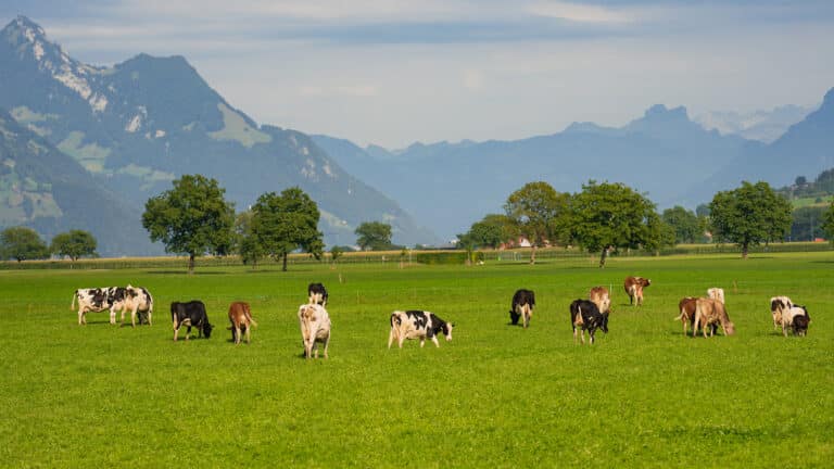 Возвращенные гектары не спасли регионы от дефицита пастбищ — сенатор