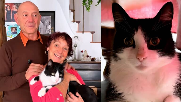 Кот сбежал от хозяев на каникулах в Испании и вернулся домой во Францию