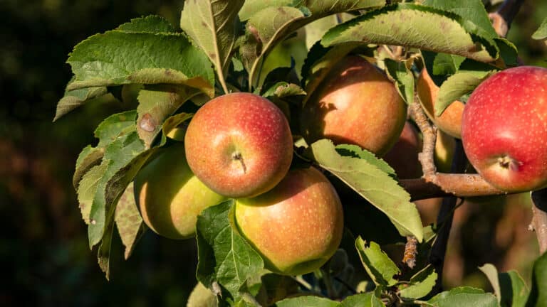 Яблоневые сады Алматы могут получить статус особо охраняемой территории