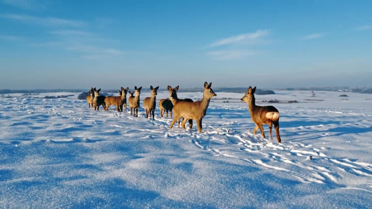 Браконьерам дали реальные сроки за отстрел косуль в нацпарке «Кокшетау»