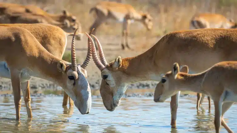МВД накрыло канал браконьеров с тысячами рогов сайги