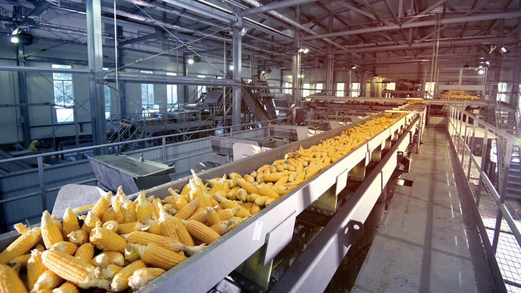conveyor processing of ripe corn