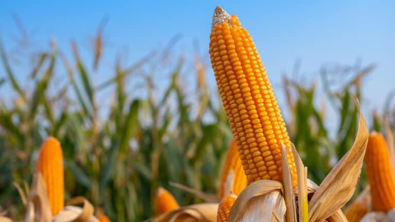 Казахстан будет бороться с Россией за поставки кукурузы на новый китайский завод