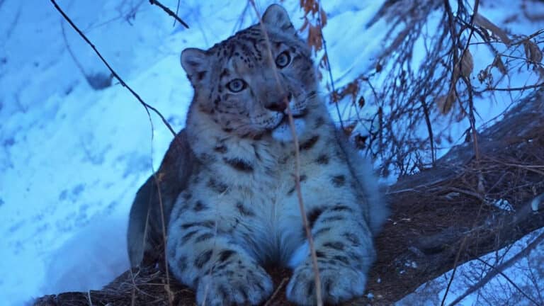 Снежный барс в горах Алматы восхитил казахстанцев