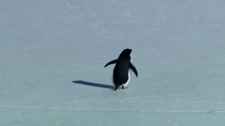 Почему пингвин, который ушел от стаи,  стал мемом и символом выгорания