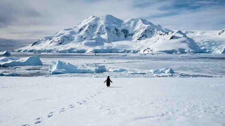 Тауға қарай бет алған пингвин: желіні жаулаған тренд қайдан шықты
